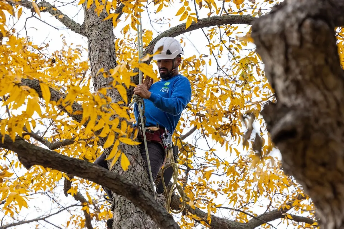 Skilled Tree Trimming crew working in Piermont