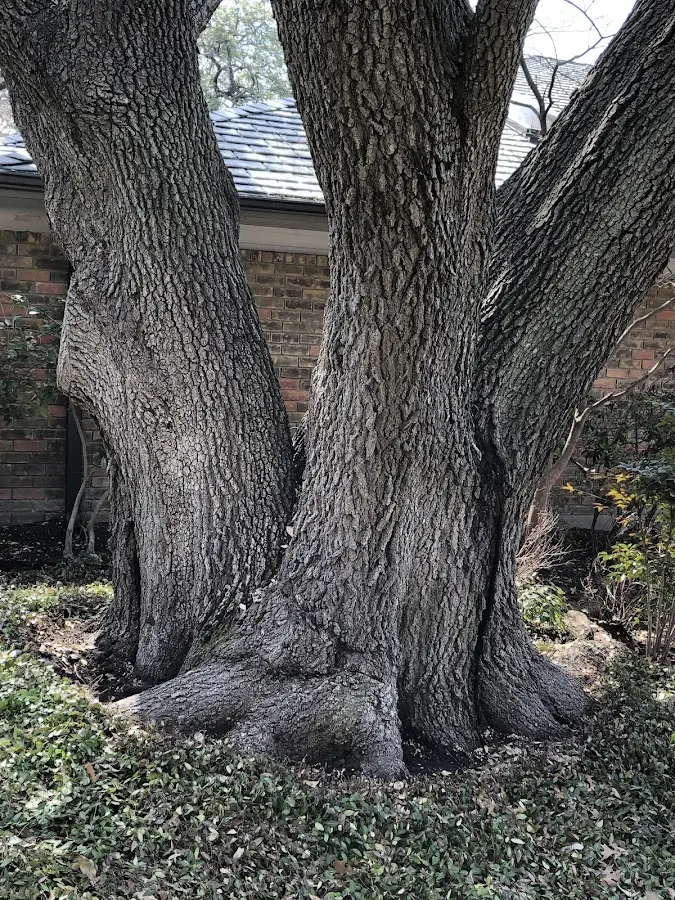Mature heritage tree close to a Piermont property cared for by certified arborists